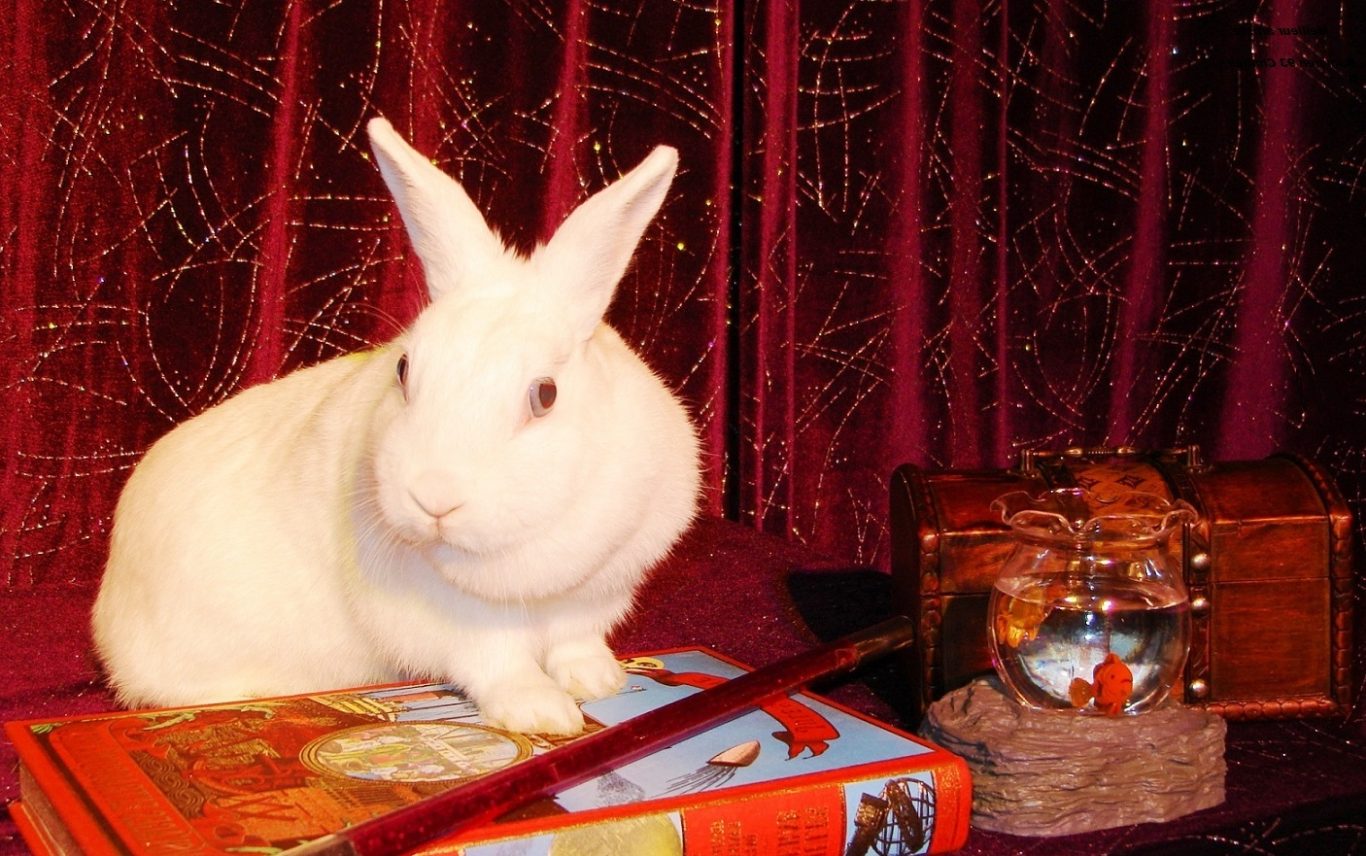 Le lapin qui apparait ! Tour préféré des enfants dans ce spectacle magie pour centre de loisirs école ALSH à 27210 Beuzeville du Magicien 27 Le lapin qui apparait ! Tour préféré des enfants dans ce spectacle magie pour centre de loisirs école ALSH à 27210 Beuzeville du Magicien 27