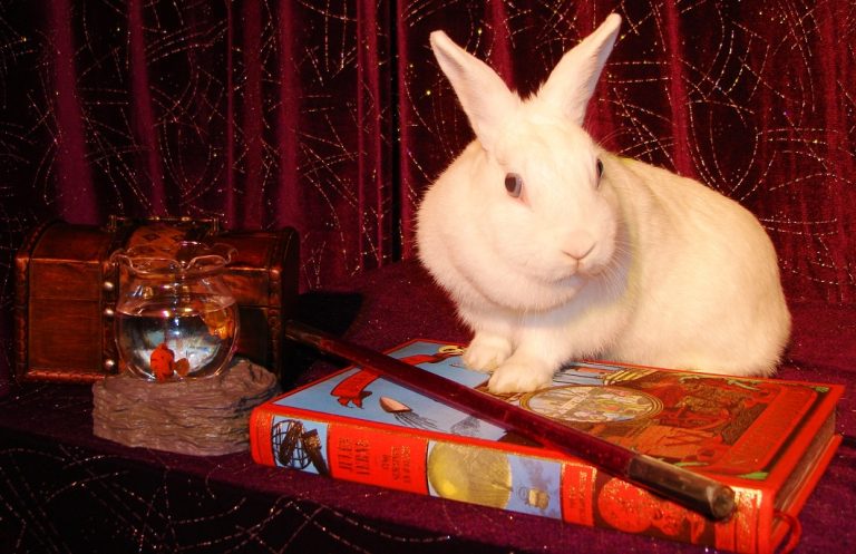 Le beau lapin qui enchante les élèves d'école primaire, maternelle et centre de loisirs du spectacle de magie scolaire à 92400 Courbevoie Le beau lapin qui enchante les élèves d'école primaire, maternelle et centre de loisirs du spectacle de magie scolaire à 92400 Courbevoie