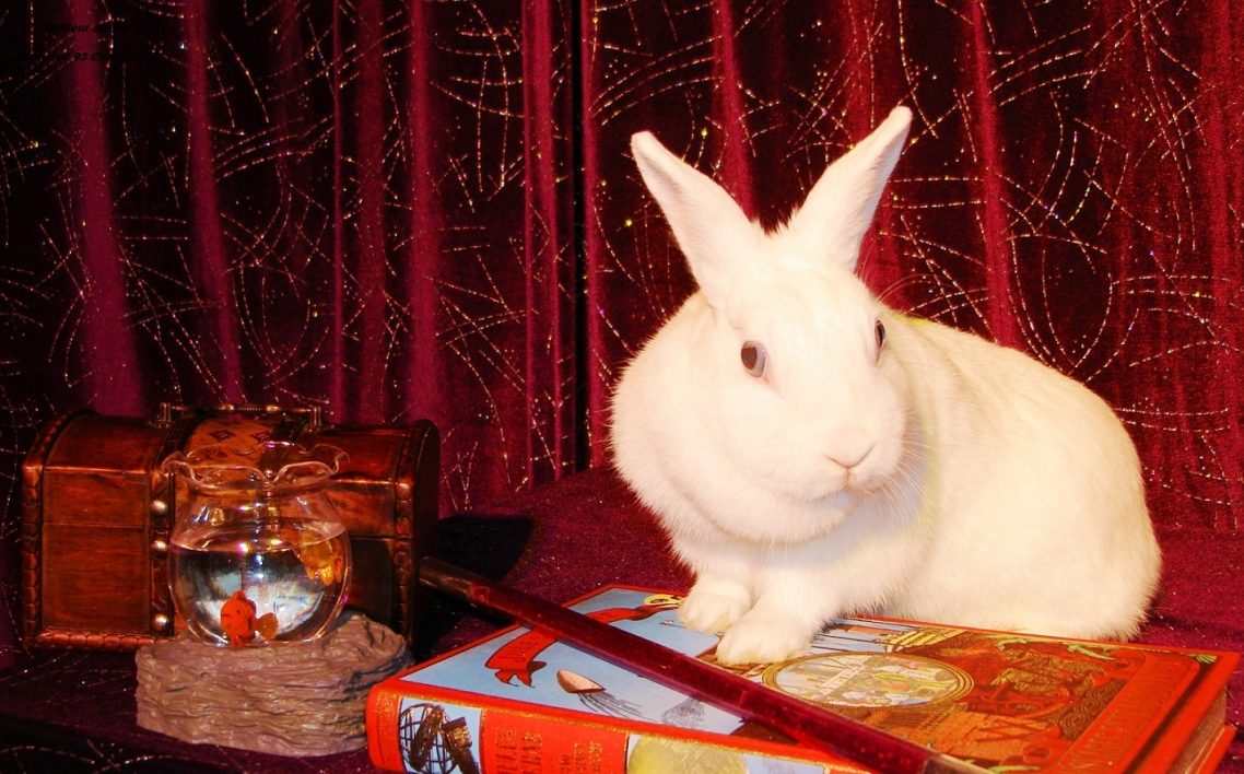 Le lapin qui apparait ! Le Tour préféré des enfants dans ce spectacle magie pour centre de loisirs école ALSH à 28130 Maintenon. Magicien 28 Le lapin qui apparait ! Le Tour préféré des enfants dans ce spectacle magie pour centre de loisirs école ALSH à 28130 Maintenon. Magicien 28