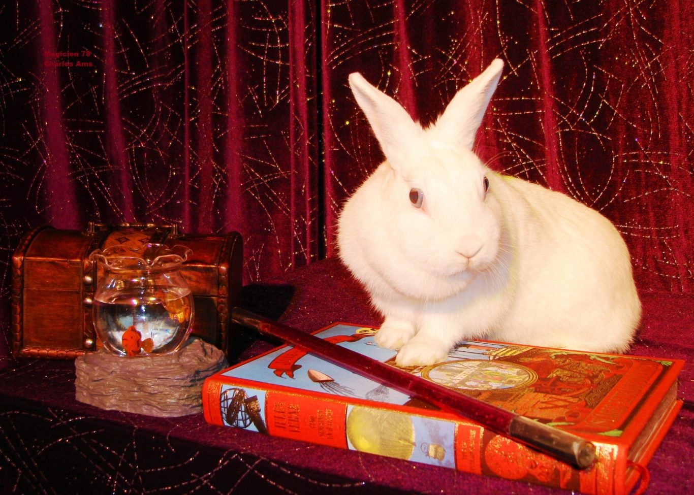 Blanche, Magnifique Lapin aux yeux bleus du Magicien 78 lors du spectacle Anniversaire Enfant à domicile Houilles 78800 Yvelines Blanche, Magnifique Lapin aux yeux bleus du Magicien 78 lors du spectacle Anniversaire Enfant à domicile Houilles 78800