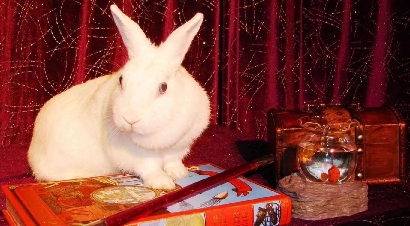 Le beau Lapin blanc du magicien apparait pour le bonheur des élèves dans ce spectacle scolaire 92 élu le meilleur à 92200 Neuilly-sur-Seine Elu meilleur spectacle scolaire 92 magie avec animaux pour école maternelle et primaire centre de loisirs ALSH à 92200 Neuilly-sur-Seine