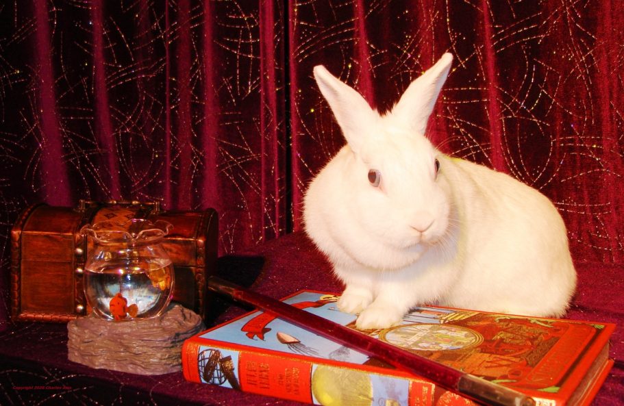 Spectacle magie avec animaux pour centre de loisirs le meilleur magicien 75 pour enfant école à Paris 75007 anniversaire à domicile Spectacle magie pour école 75 centre de loisirs le meilleur magicien pour enfant à Paris 75007 anniversaire à domicile soirée entreprise